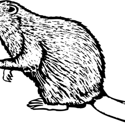 BEAVER03 Thumbnail