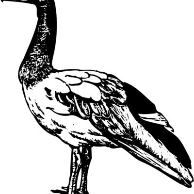 BIRD106 Thumbnail