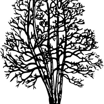 TREE0023 Thumbnail